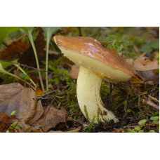 Мицелий Масленка зернистого / Масленок летний (Suillus granulatus) Мицелий Масленка зернистого / Масленок летний (Suillus granulatus)